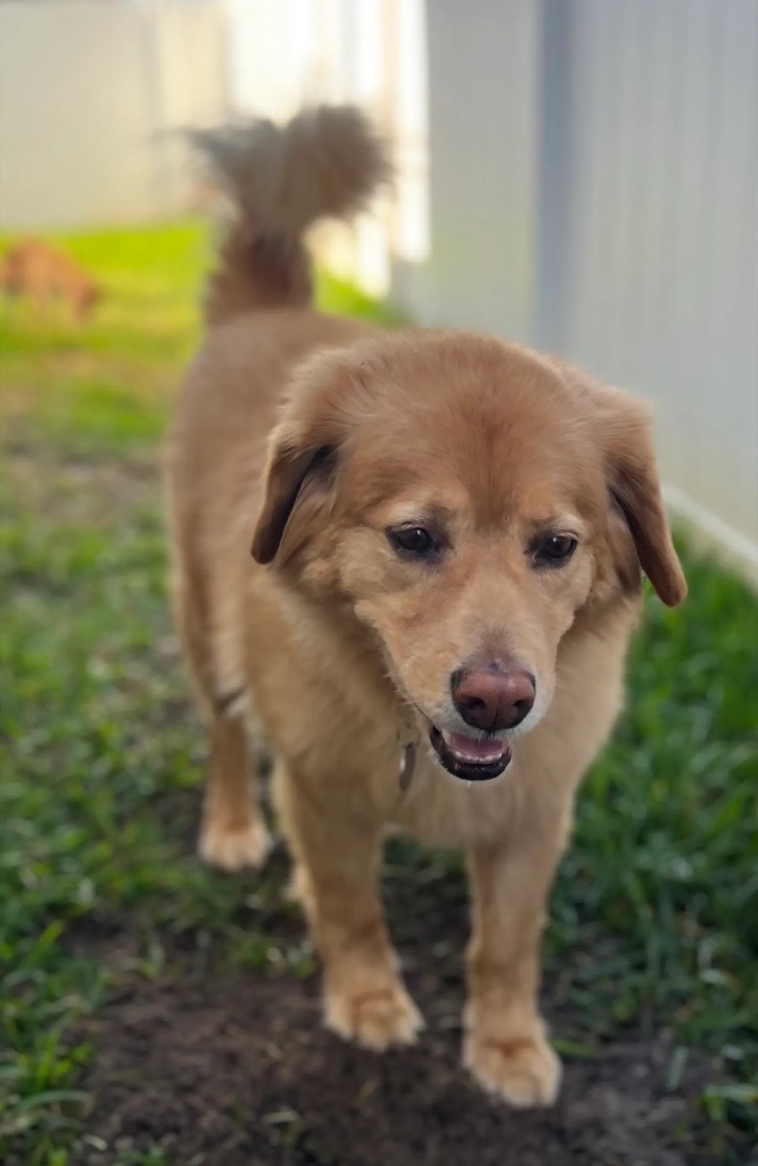 Ace, the golden retriever who inspired the bakery, looking into the camera